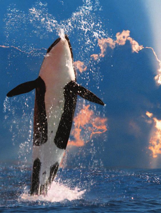 ORCAS ARE HIGHLY