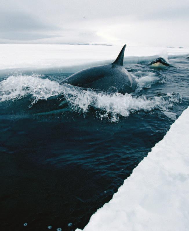 numbers of overwintering herring have brought pods of orcas into the fjords around the Snæfellsnes peninsula. Most whale watching is organised from the village of Grundarfjörður.