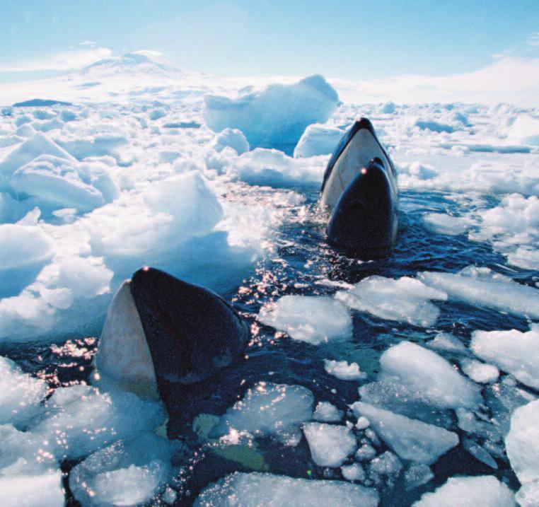 Here: orcas surface for air in a channel in the ice of Antarctica WIN AN ORCA ADOPTION!