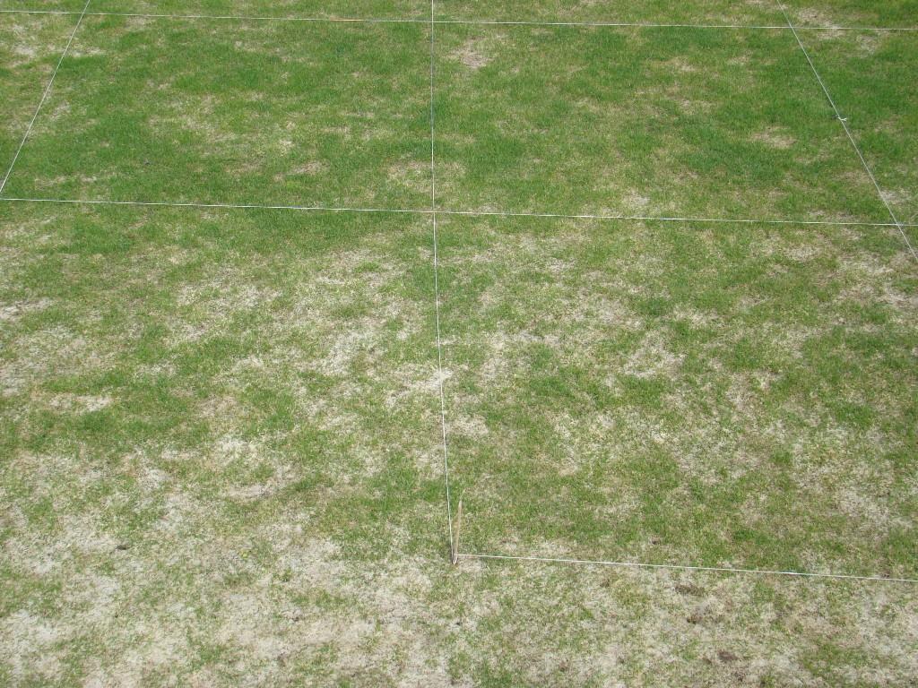 Figure 12. Snow mold fungicide treatments at the Whitetail Golf Club. McCall, ID.