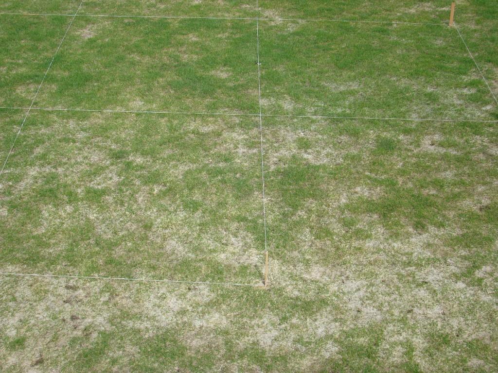 Figure 13. Snow mold fungicide treatments at the Whitetail Golf Club. McCall, ID.