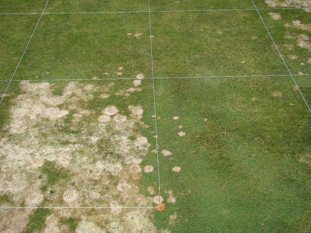 Figure 4. Snow mold fungicide treatments at the Chewelah Golf and Country Club. Chewelah, WA.