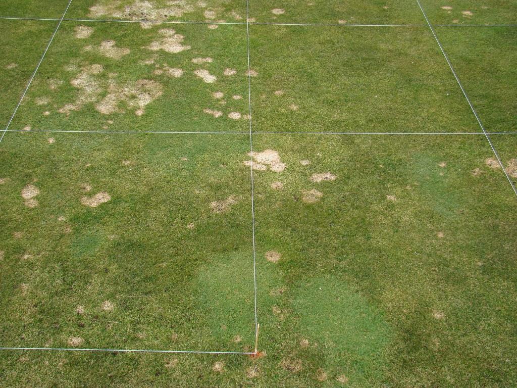 Figure 5. Snow mold fungicide treatments at the Chewelah Golf and Country Club. Chewelah, WA.