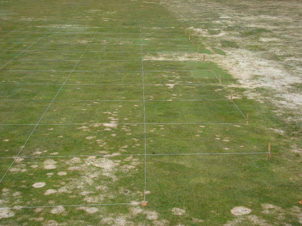 Figure 7. Snow mold fungicide treatments Reps 1 and 2 at the Chewelah Golf and Country Club. Chewelah, WA.