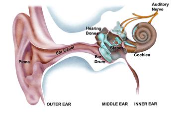 Sound Waves Sound Waves and Hearing The outer part of the ear (called the pinna) channels sound travelling in the air into the ear canal.