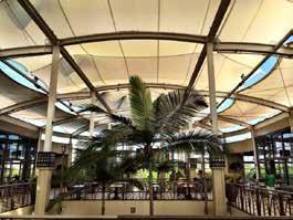Banyan Trees Open Air Mall WHALE WATCHING!