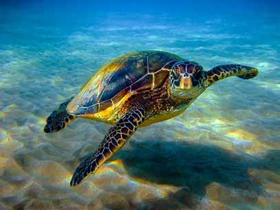 Sea Turtle Papaya For Sale TRY A NEW FOOD Kona, Hawai i