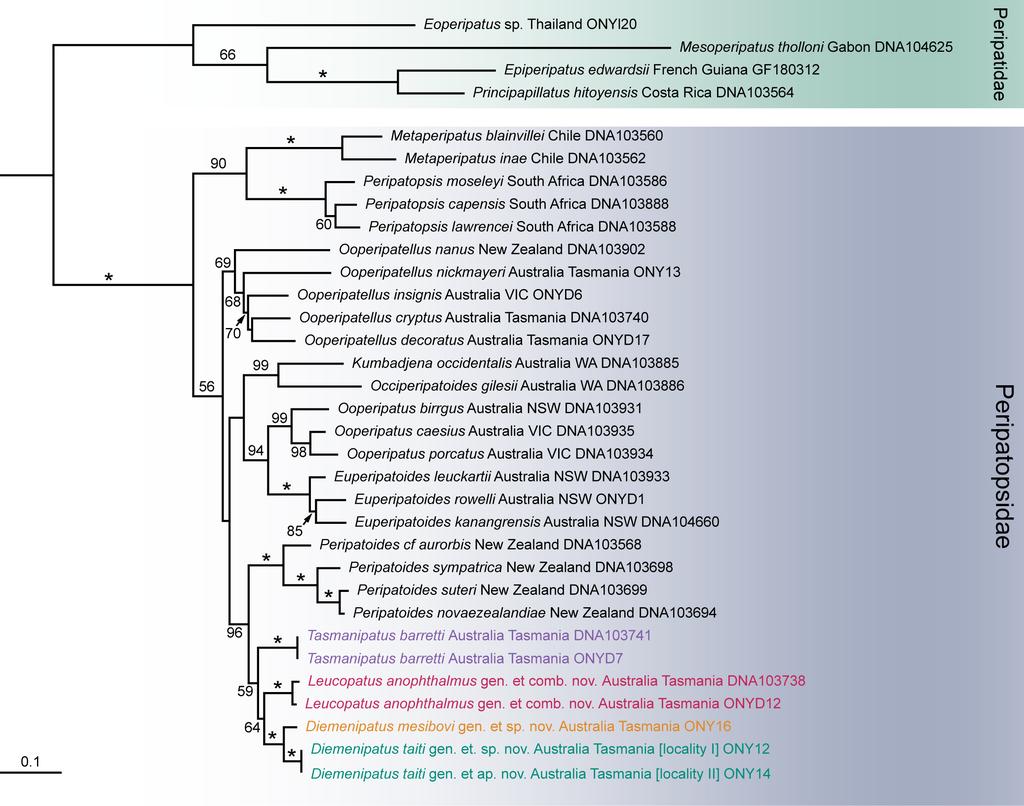 Figure S1. Phylogenetic relationship of the species studied to other onychophorans.