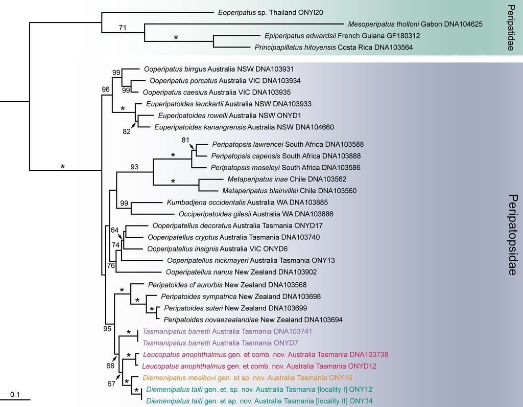 Figure S2. Phylogenetic relationship of the species studied to other onychophorans.