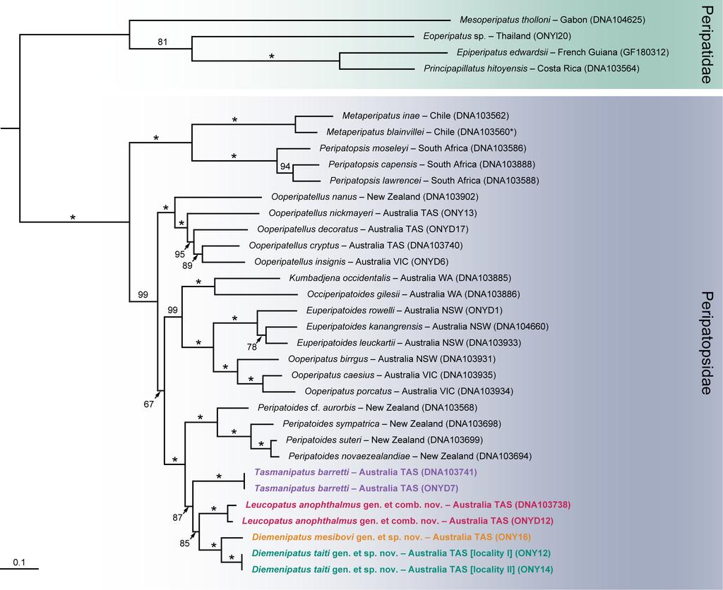 Figure S3. Phylogenetic relationship of the species studied to other onychophorans.
