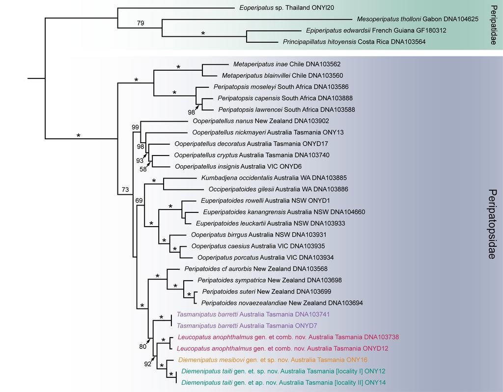 Figure S5. Phylogenetic relationship of the species studied to other onychophorans.