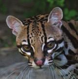 Do you think an animal that is picky about its habitat is more or less at risk of becoming endangered? Why? OCELOT (SOUTH TEXAS) South Texas is a subtropical environment.