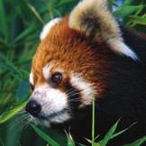 1 PANDA In 181, the red panda was the first panda to be discovered. This discovery came 8 years before the giant panda was found!