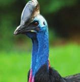 1 Cassowaries are found in the tropical forests of New Guinea and Australia. The cassowary is threatened due to habitat loss.
