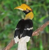 1 HORNBILL Great hornbills prefer to live in monogamous pairs. The female lays her eggs in a tree cavity. When she s ready to sit on the eggs, both adults work together to enclose the cavity.