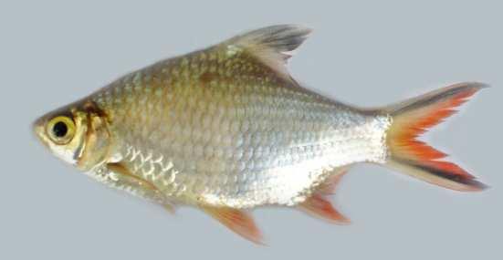 Appendix: Appendix A: List of specimen details of 27 freshwater fish species used in this study.