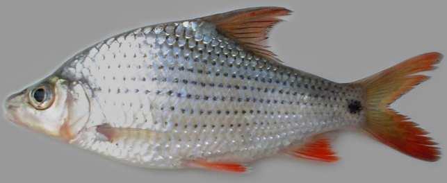 3664341 16 Cirrhinus Caudimaculatus SLM-CC(PH)-01 Department of Fisheries, Kuala Mai 3.7736179 102.