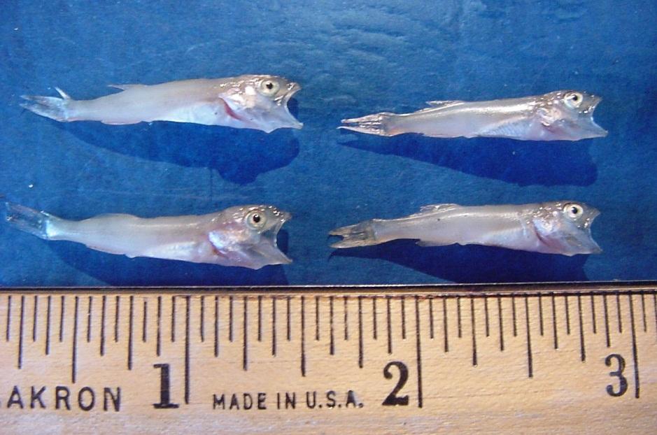 Typical 35 50 day old Walleye fingerlings Evaluation Limited detailed evaluation was performed before 2005 to determine precisely how much various stockings contributed to the Walleye populations in