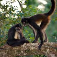 flora & fauna, with an experienced guide. This is a remarkable wildlife trip. On your return down river, you will stop in the Village of Monkey River for a lunch of local Creole food.
