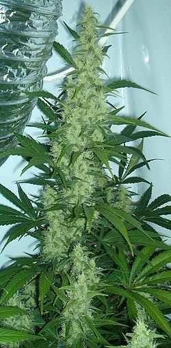 Figure 4 - Marijuana Plant Figure 5 -