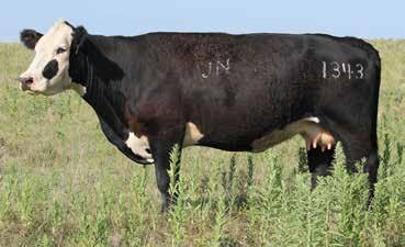 REGISTERED BLACK HEREFORD BRED COWS LOTS 16-65 JN BALDEE 1342 HB005062 JN Balder 7108 JN Baldee 1067 JN Baldee 644 LOT 58 12.3 1.0 55 66 7.3 23.8 46 20.0 0.16 0.30 0.00 0.