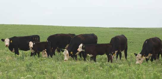 REGISTERED BLACK HEREFORD BRED COWS LOTS 16-65 JN Baldee 1353 LOT PW Victor Boomer P606 64 Schu-Lar 9R of 9L P606