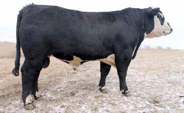 85 592 13.2 0.2 68 88 8.8 26.0 55 24.4 0.09 0.11 0.00 0.43 147 88 This solid black bull is another easy calver, but also has the second highest WW in the offering.
