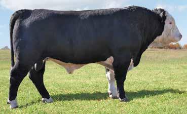 He is a calm, easy to handle bull as you can see in the video on our website. You can use this bull on heifers and should retain his daughters.