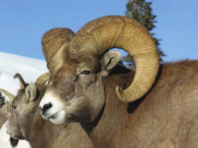 You will need to make arrangements, if you are not staying at Kah-Nee-Ta. Auction Items Featuring Auctioneer Jeff Mornarich DESERT BIGHORN SHEEP Tag in Mexican Vizcaino Biosphere!