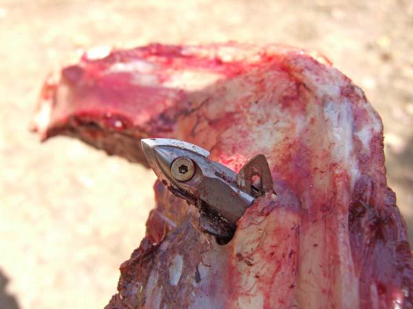 the bone. Penetration was 3 inches. The third shot also failed to fully penetrate the rib, giving 4.5 inches of penetration; but there was a much more disturbing part of this third hit.