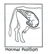Problem Calvings Dystocia (Difficult Birth) This occurs when the fetus does not come through the birth canal easily.