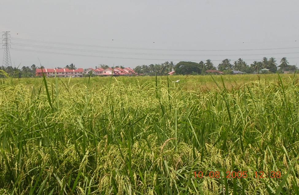 sawah, boleh menyumbang kepada infestasi padi angin di kawasan MADA (Karim et al., 2004). Gambarfoto 2.1 menunjukkan infestasi padi angin yang serius di salah satu lokasi di kawasan MADA.