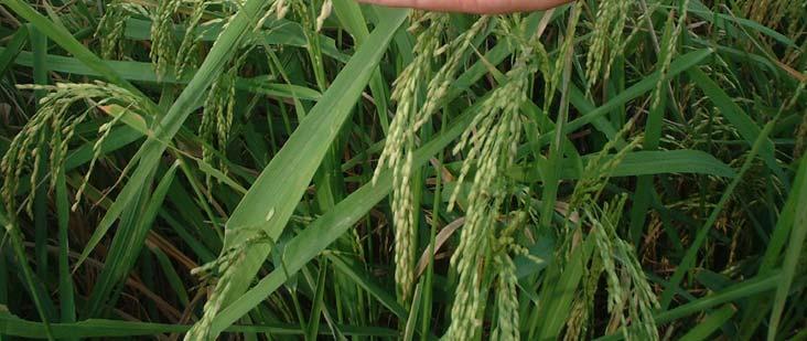 4 Kajian Morfologi Varian Padi Angin Beberapa kajian tentang morfologi padi angin telah dilaksanakan oleh pengkaji di Vietnam, iaitu Mai et al.