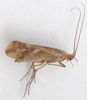 Insect ID Multiple Choice Common name Order Pest/Ben. 1.Stonefly 1.