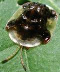Insect ID Multiple Choice Common name Order Pest/Ben. 1.Tortoise Beetle 1.