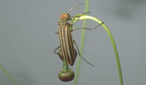 Insect ID Multiple Choice Common name Order Pest/Ben. 1.Black blister beetle 1.