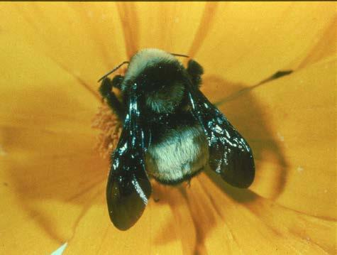 Insect ID Multiple Choice Common name Order Pest/Ben. 1.Carpenter bee 1.
