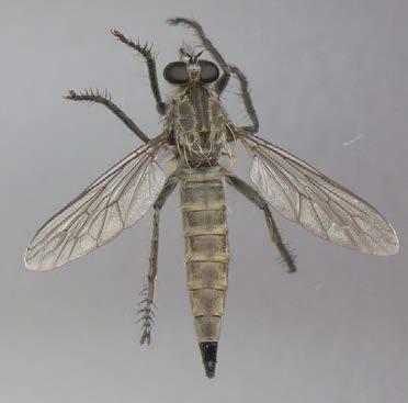 Insect ID Multiple Choice Common name Order Pest/Ben. 1.Robber fly 1.