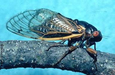 Cicada Order: