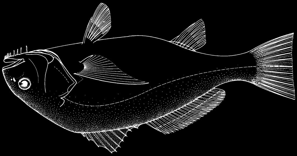 1636 Bony Fishes Pogonias cromis (Linnaeus, 1766) Frequent synonyms / misidentifications: None / None. FAO names: En - Black drum; Fr - Grand tambour; Sp - Corvinón negro.