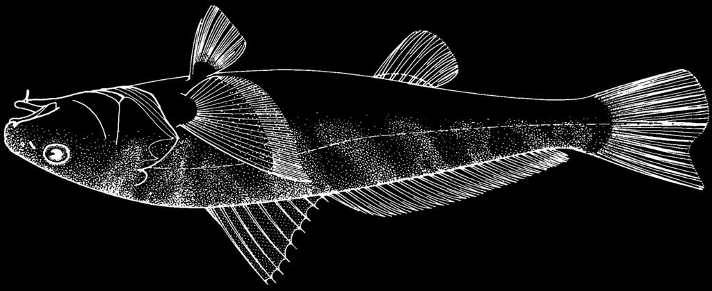 1626 Bony Fishes Menticirrhus americanus (Linnaeus, 1758) KGB Frequent synonyms / misidentifications: None / Menticirrhus littoralis (Holbrook, 1847); Menticirrhus saxatilis (Bloch and Schneider,