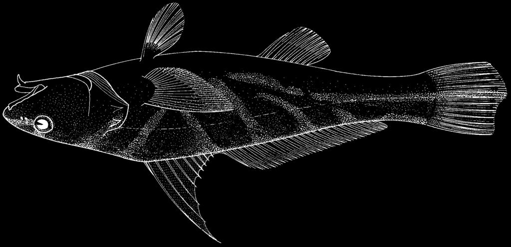1628 Bony Fishes Menticirrhus saxatilis (Bloch and Schneider, 1801) Frequent synonyms / misidentifications: None / Menticirrhus americanus (Linnaeus, 1758).