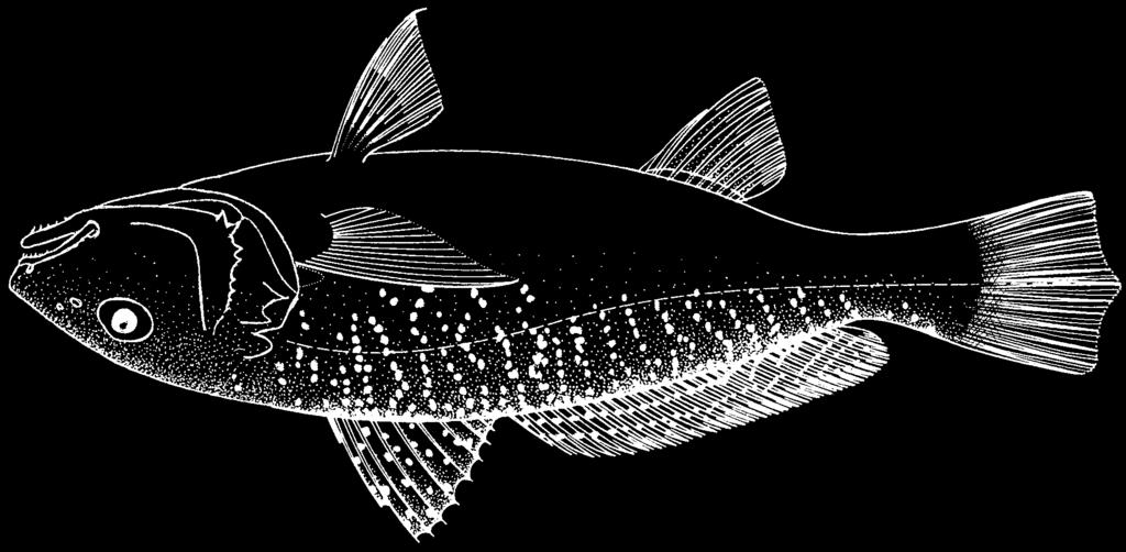 1630 Bony Fishes Micropogonias undulatus (Linnaeus, 1766) Frequent synonyms / misidentifications: Micropogon undulatus (Linnaeus, 1776) / None.