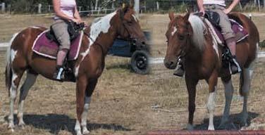 A multi champion at 4 months old! Mature around 11-12hh. $1700 Justifying Reality Born Oct 2005. Should mature 14.3h. Floats, had feet trimmed, wormed.