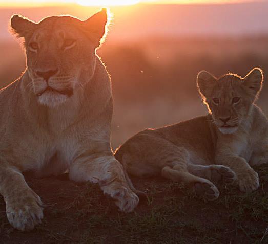 Planning When To Go The Masai Mara is close to the equator so there are 12 hours of daylight all year round.