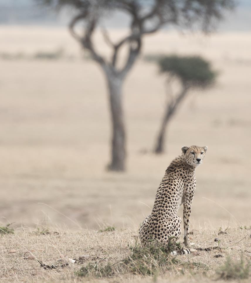 Tailor-Made Safaris believes in offering you the safari you want. That means discussing a number of options with you to determine what is best based on your budget, priorities and preferences.