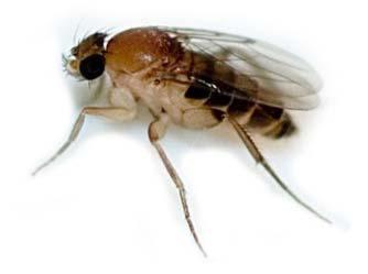 Up until the 1600s, people believed the flies just appeared. It s a theory called Spontaneous Generation, and people of the time figured that the flies just all of a sudden burst into being.