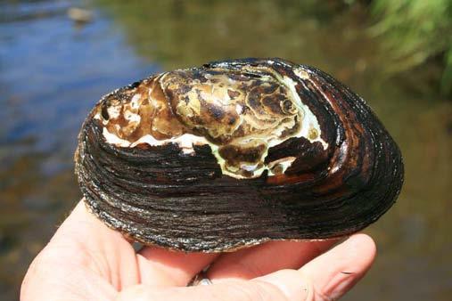 The largest mussel populations in the Westfield River watershed occur in the mainstem Westfield River from Westfield to the Connecticut River and in Great Brook in Southwick and Westfield.