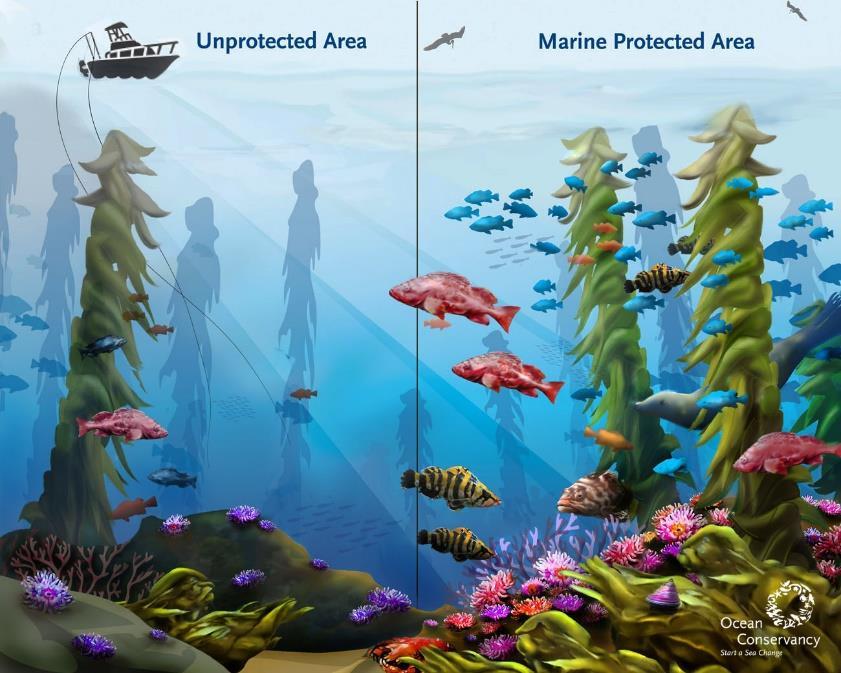 Marine Protected Areas Marine protected areas (MPA) are protected areas of seas, oceans, or large lakes.