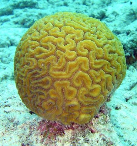 A C D B Corals are marine organisms that provide a
